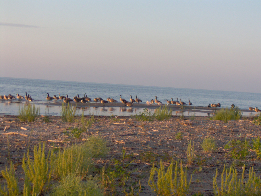 Dunkirk, NY: Geese on Dunkirk Beach