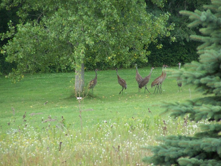 East Bethel, MN: sandhill cranes in back yard