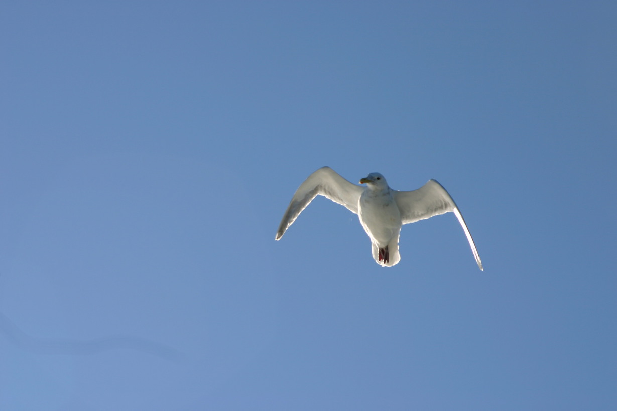 Long Beach, WA: seagull in flight @ Longbeach