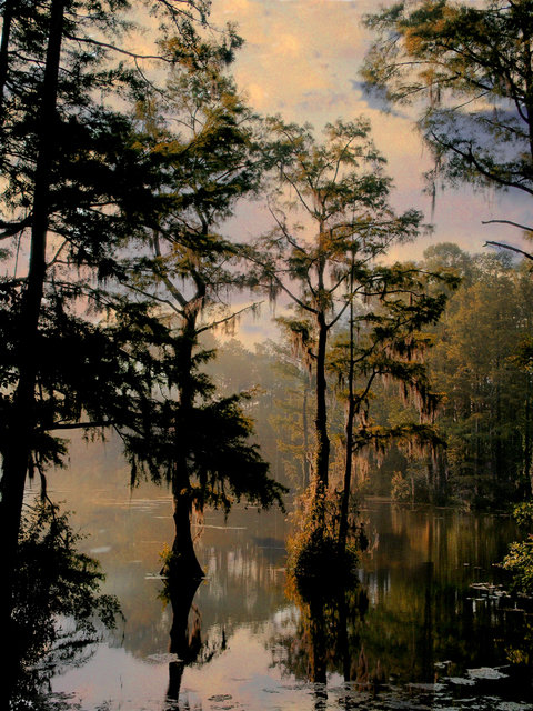 Wilmington, NC: Greenfield Park, Wilmington N.C. Cypress trees in Lake