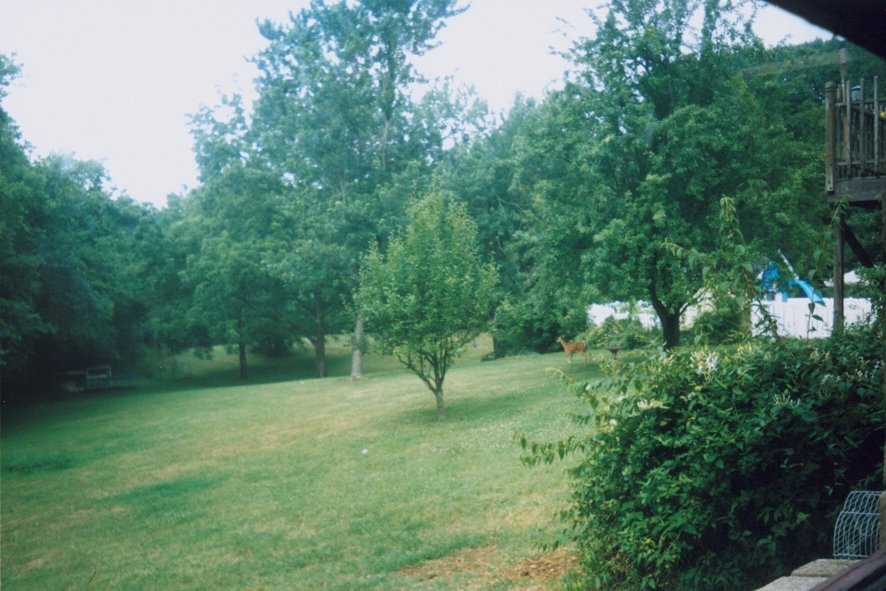 Goodlettsville, TN : Doe returning to woods after drink at birdbath, 4 blocks from City Hall