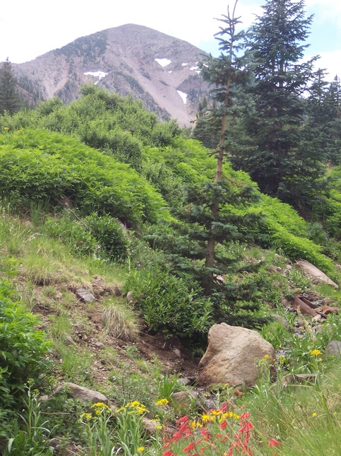 Flagstaff, AZ : Inner Basin of San Francisco Peaks