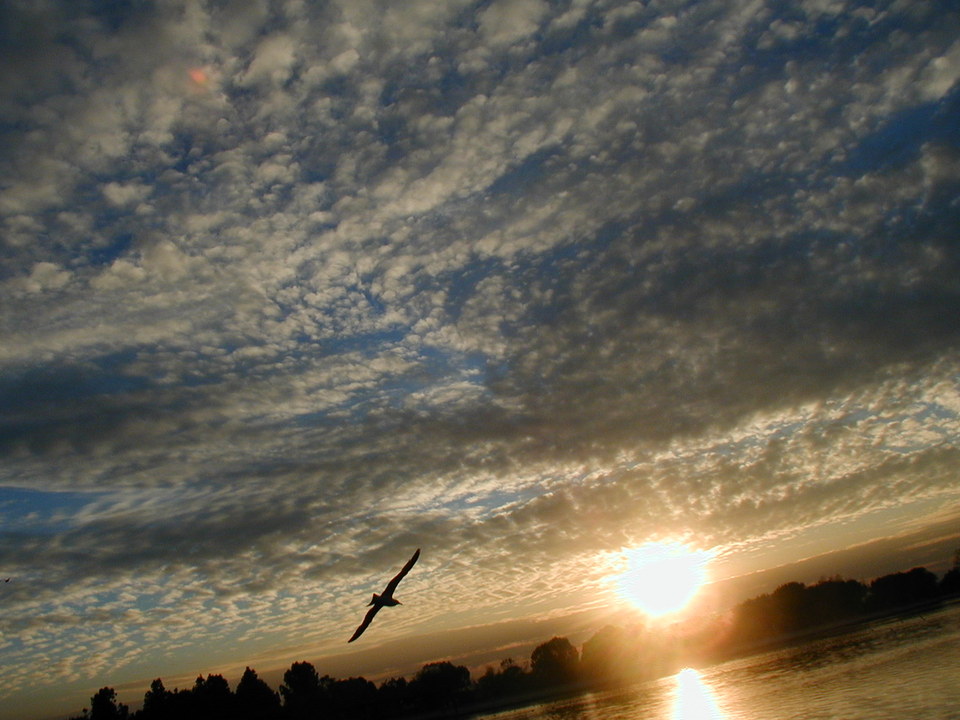 Irwindale, CA: A SEAGULL SOARS OVER THE LAKE AT SUNSET AT SANTE FE DAM