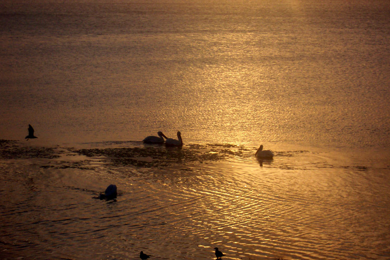 Corpus Christi, TX: Pelicans at dusk