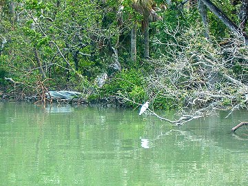Naples, FL : Naples