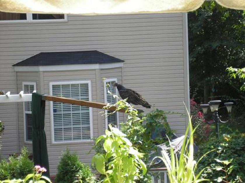 Severn, MD: Vulture on back deck