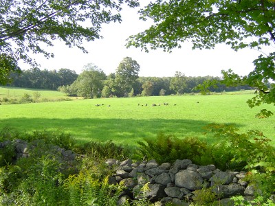 Petersham, MA : Wild Turkeys