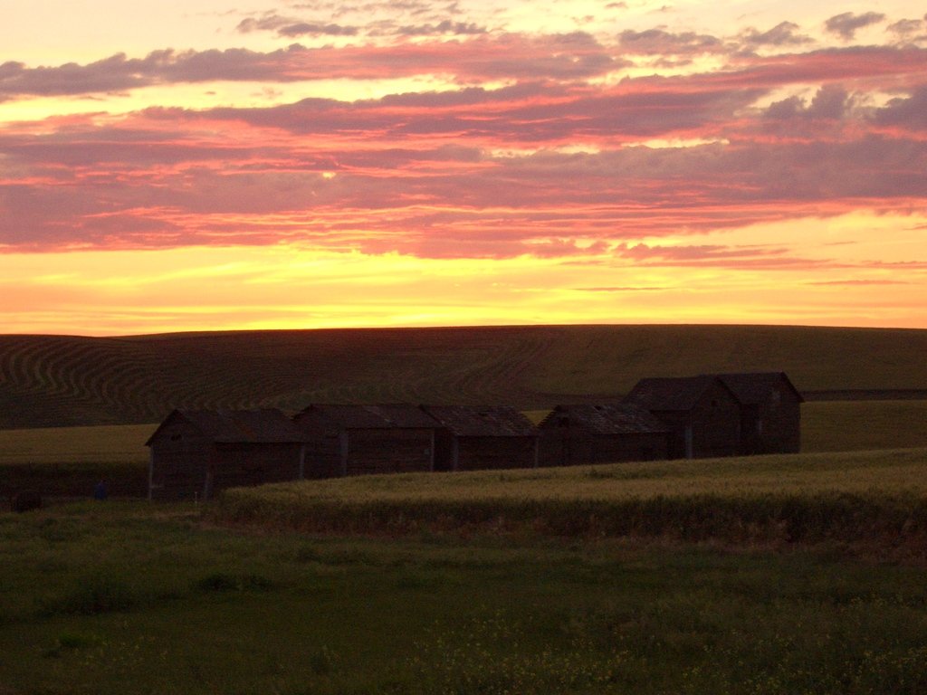 Colton, WA : Grainbins at sunset