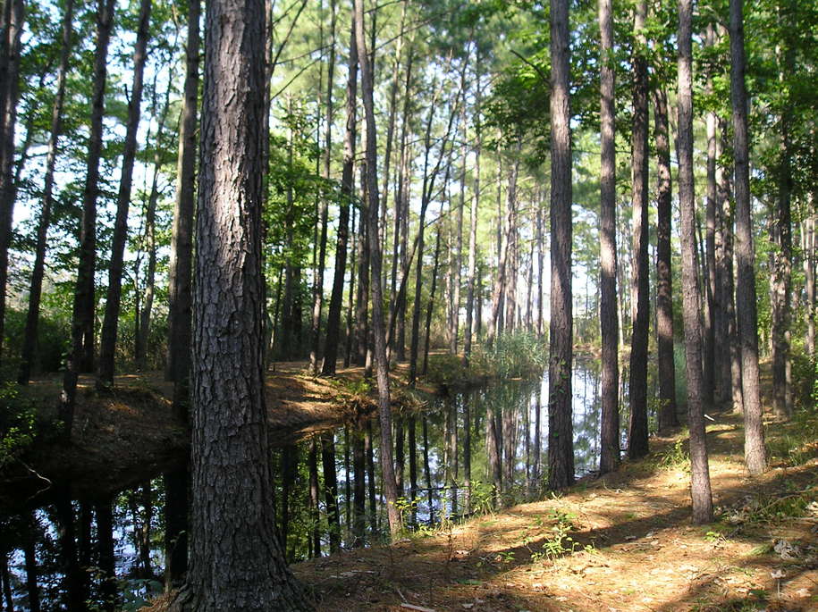 Ocean Pines, MD: Woods In The City