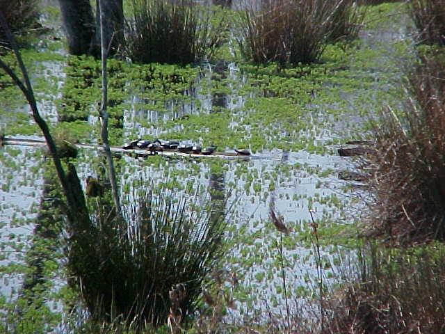 Dalton, GA: Turtles on a log on South Dixie Hwy.
