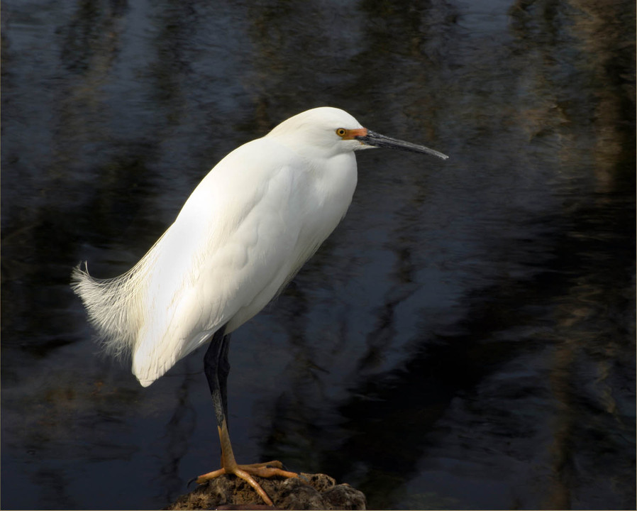 Sanibel, FL : Snowy Egret sits on a rock in the Ding Darling Nature preserve