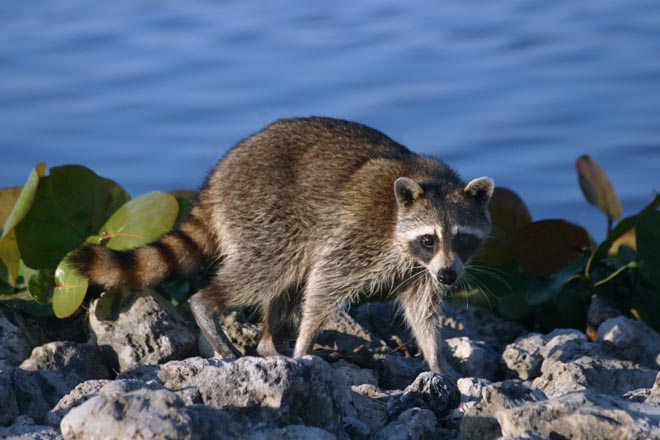 Sanibel, FL: Racoon wanders along the water in Ding Darling nature preserve