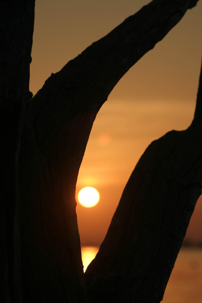Sanibel, FL : A silhouette of driftwood at sunrise.  Taken near the Sanibel lighthouse shore
