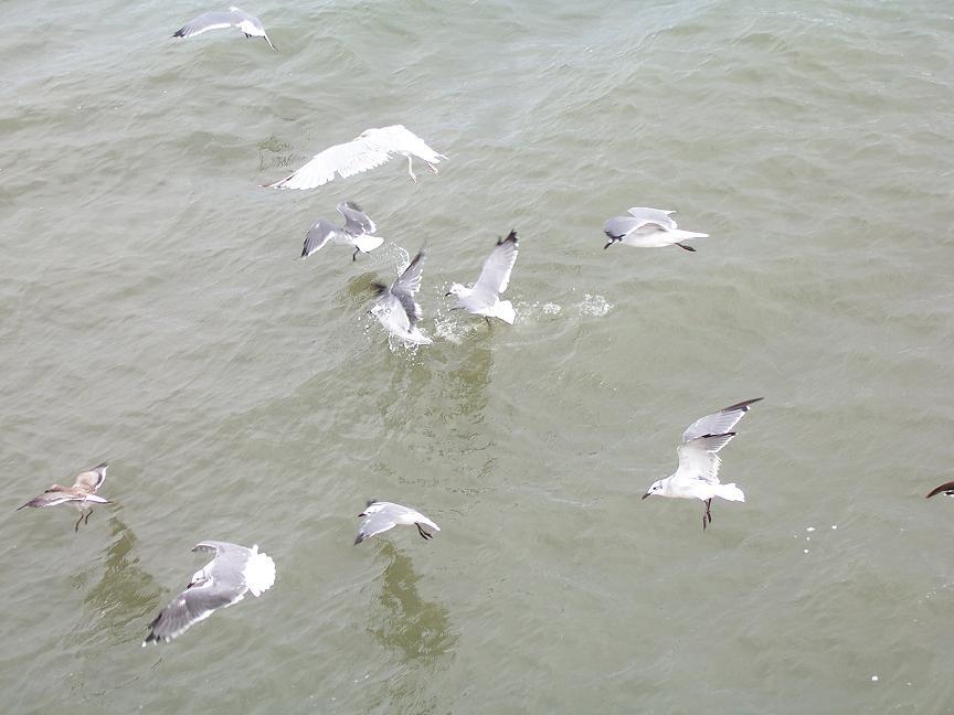 Chincoteague, VA : Seagulls