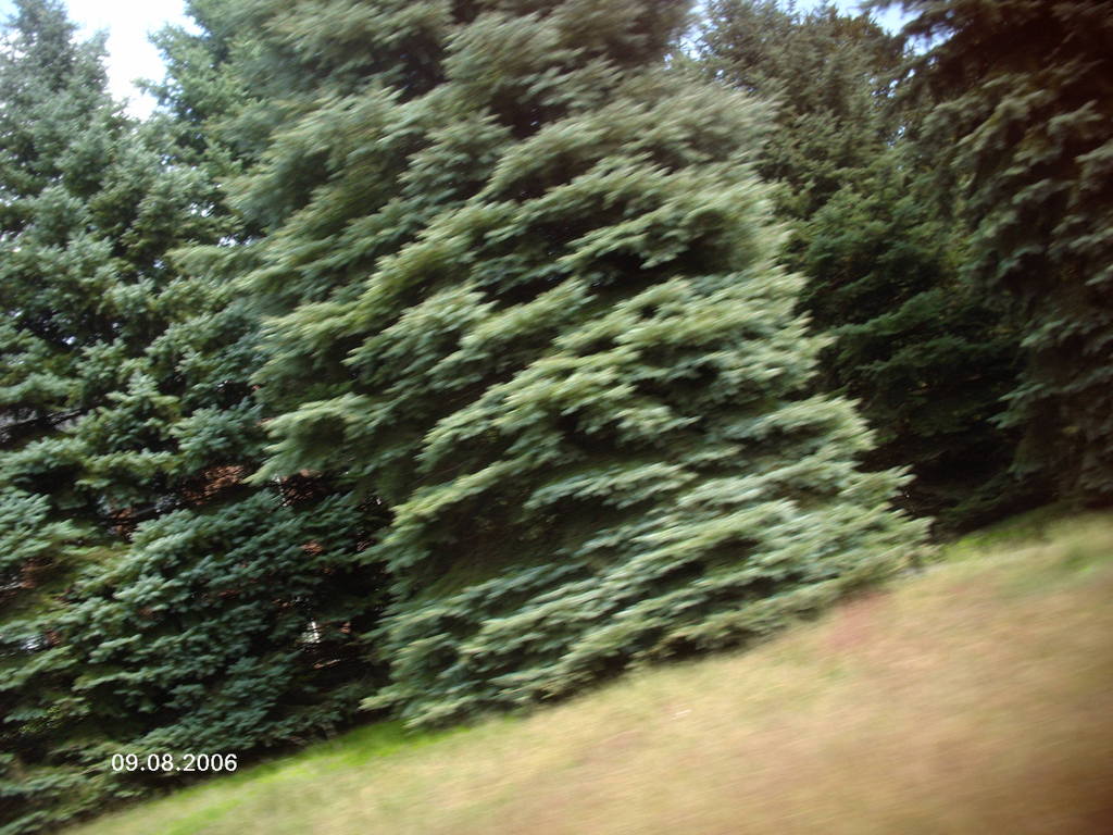 Pembroke, NH : tree.
