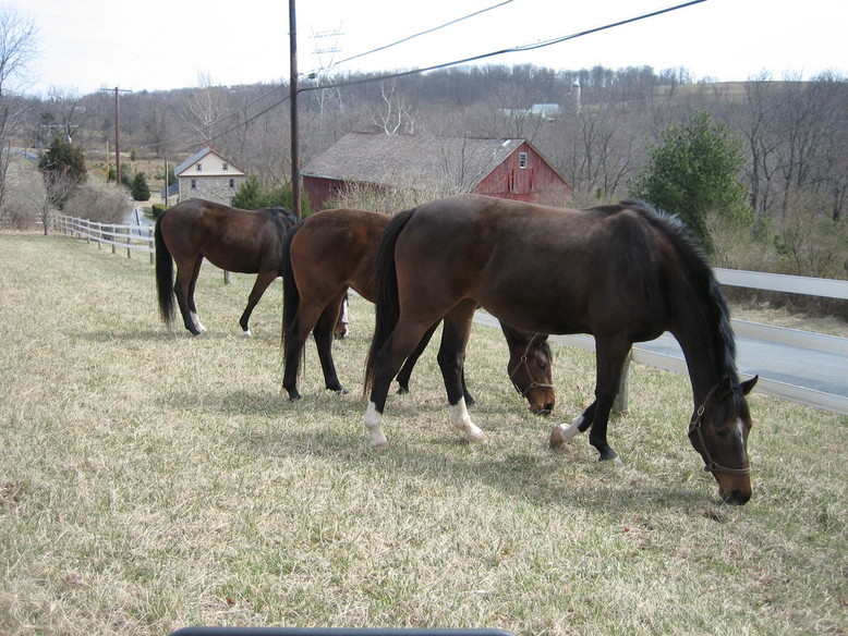 Millersville, PA: Some of my buddies at a farm near Millersville, PA