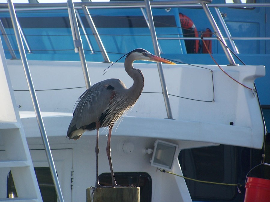 Destin, FL: Bird of Beauty on Marina