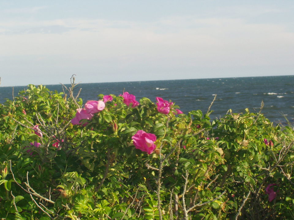 Harwich Port, MA : Red River Beach