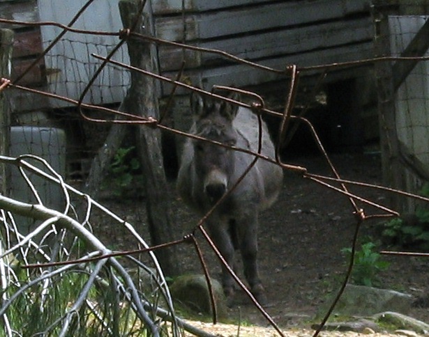 Doylestown, OH : What are you looking at?