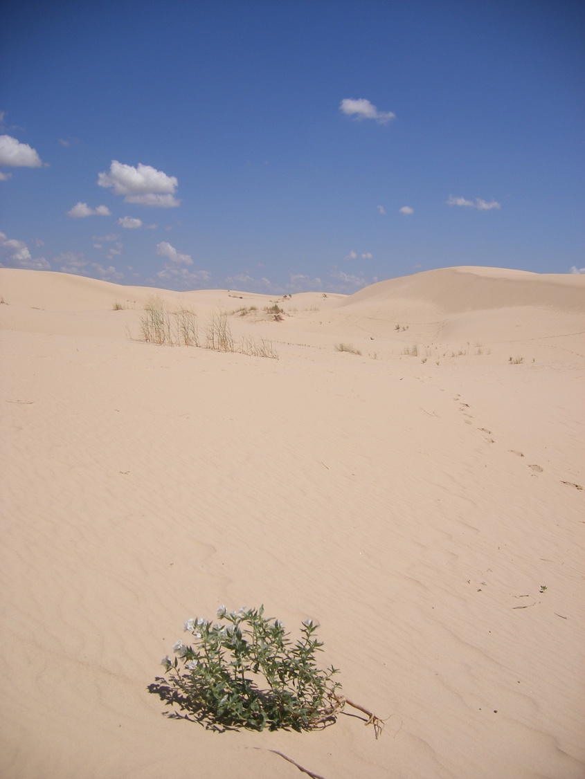 Monahans, TX: Monahans Sandhills State Park