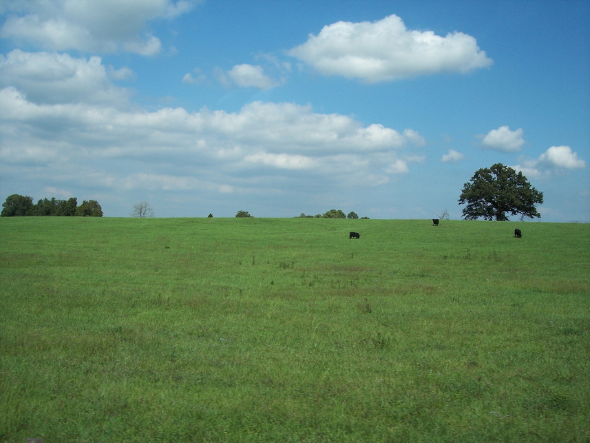 Gamaliel, KY: Cattle Farm North of Gamaliel City Limits, Roseville Road