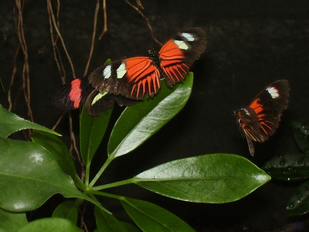 Sioux Falls, SD: Sertoma Butterfly House