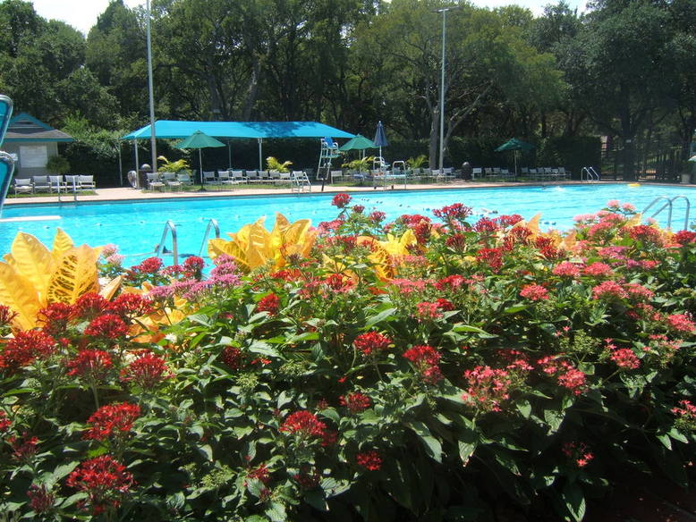 Highland Park, TX: the flowers around the city pool are wonderful and very colorful.