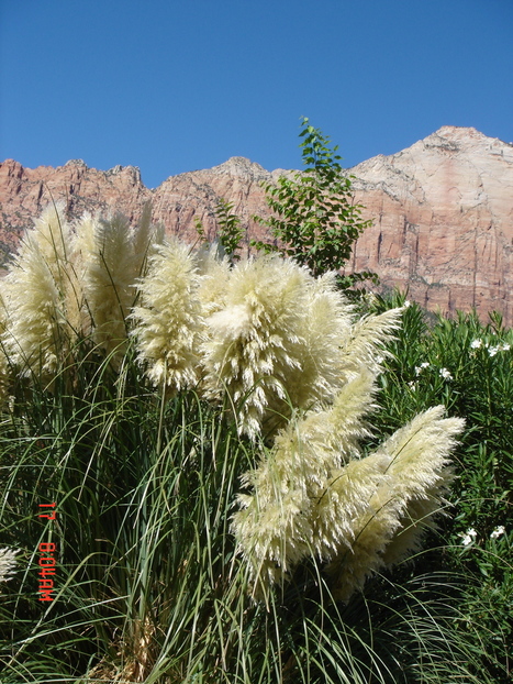 Springdale, UT : Beauty Behind the Bank in Springdale