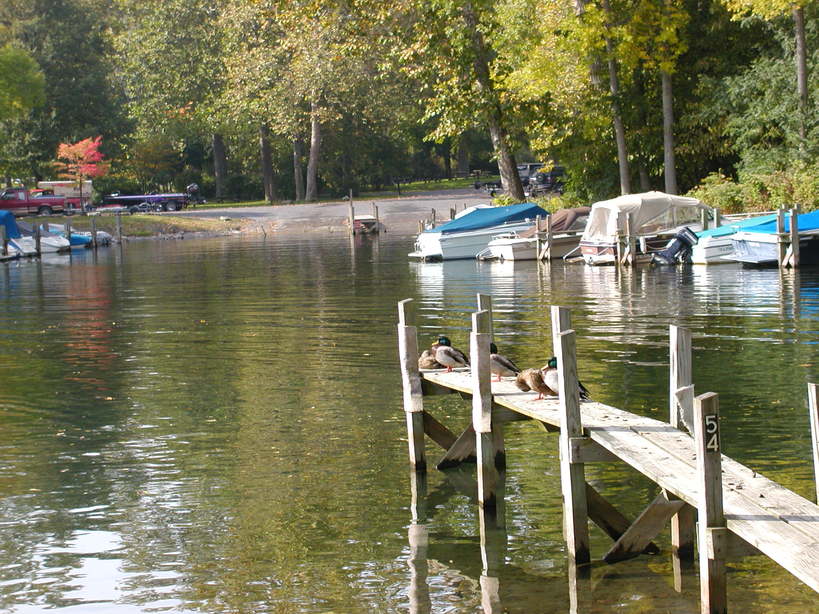 Trumansburg, NY : Ducks at the marina at Taughannock Falls State Park