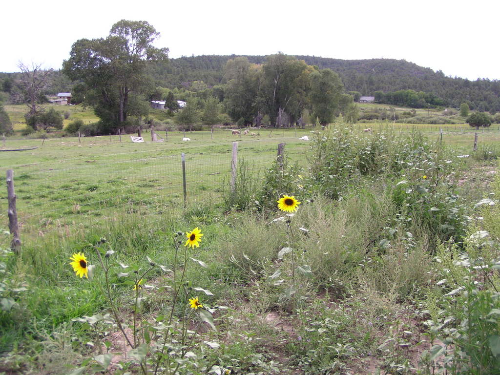 Vadito, NM Two Great Pyrenees keep a watchful eye pealed for danger