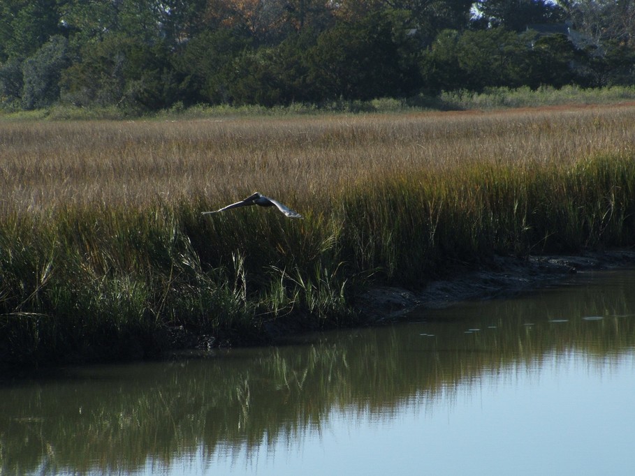 Edisto, SC : Taken From Edisto State Park 2