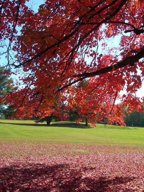 Cleveland, NY : Autumn at Cleveland Golf Course