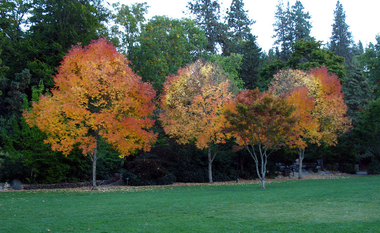 Ashland, OR: Autumn trees in Lithia Park, 2006.