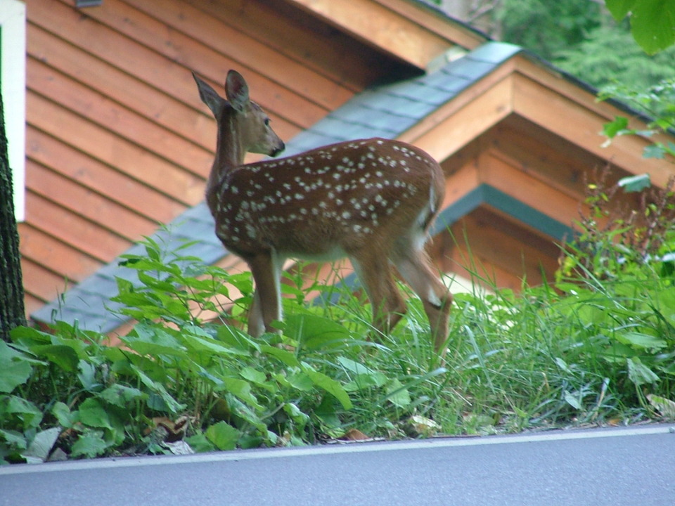 Beech Mountain, NC : new fawn August 2006