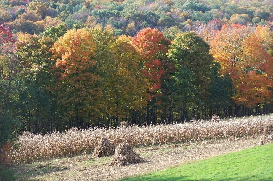 Sugar Grove, PA: Amish Haystacks in Fall, Sugar Grove, PA. User comment: It appears those are stacks of corn stalks rather than hay stacks.