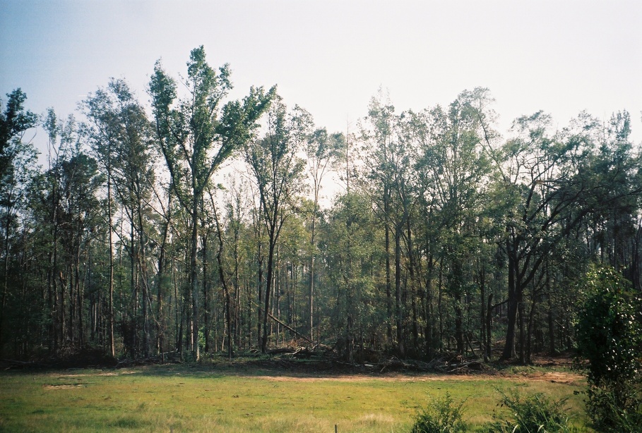 Union, MS : trees down after Hurricane Katrinia