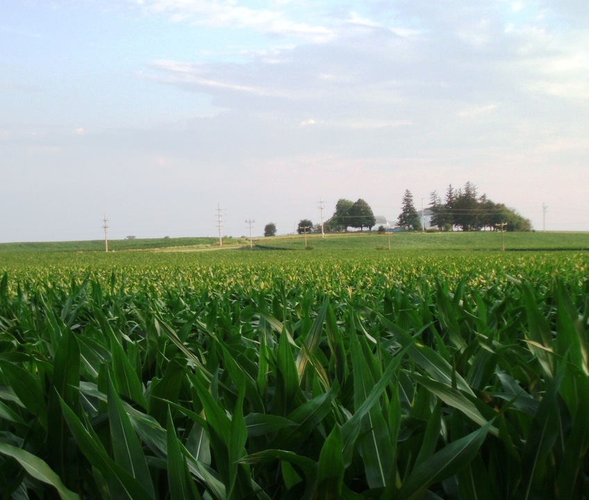 Waterman, IL: View of cornfields from the southwestern edge of Waterman, IL