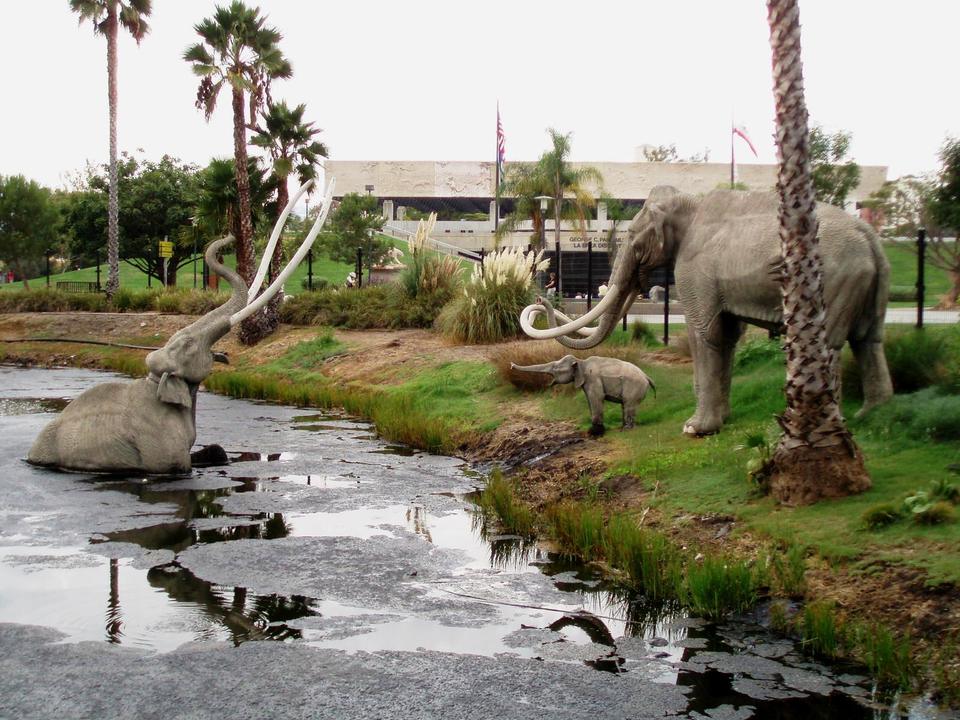 California Tar Pits