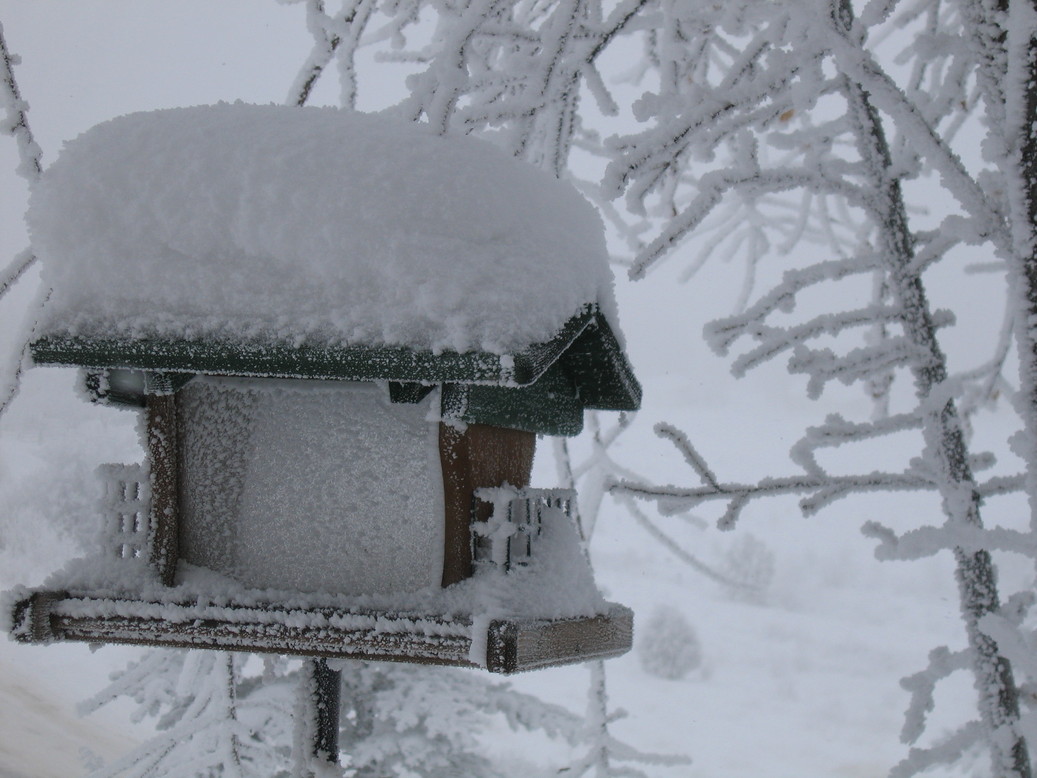 Polson, MT : Frost 1-11-05 002