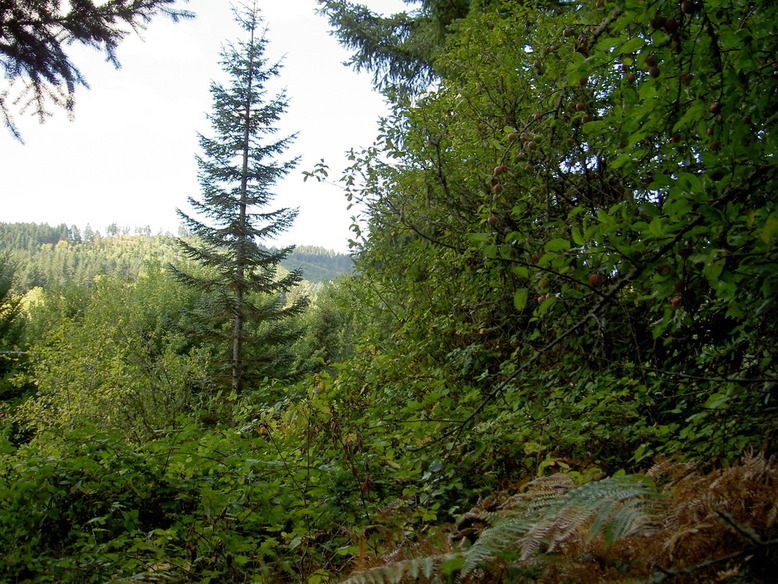 Banks, OR : Thick growth by Davidson Road.