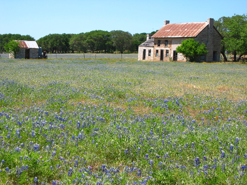Marble Falls, TX: Field of bluebonnets on the north side of Marble Falls along US Highway 281