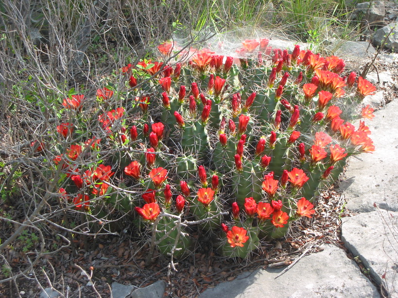 Del Rio, TX: A picture of a claret cup cactus in bloom at the devil's River State Natural Area north of Del Rio