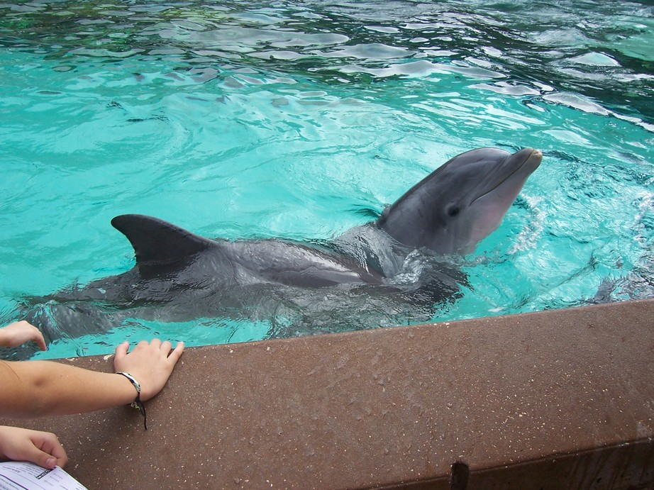 Dolphins At Sea World 3
