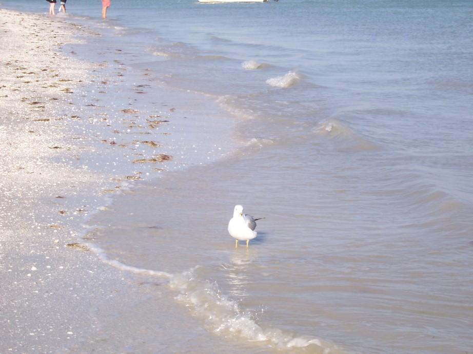 Sanibel, FL : Coast line in Sanibel Island, FL