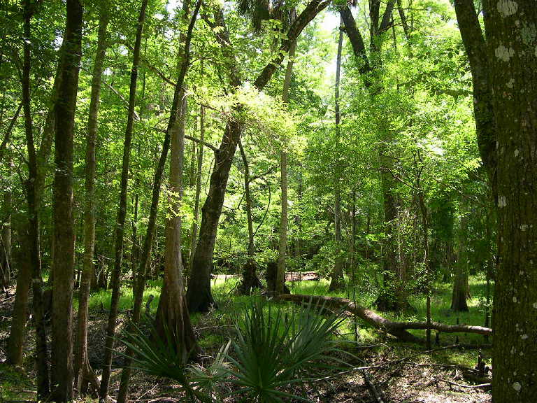 Tampa Fl Tampa Woods Photo Picture Image Florida At