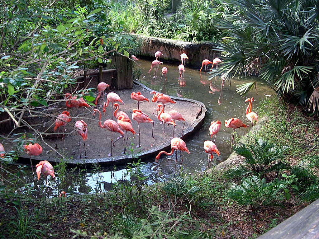 Tampa Fl Pink Flamingos Photo Picture Image Florida