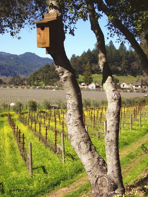 St. Helena, CA : Meadowood Lane