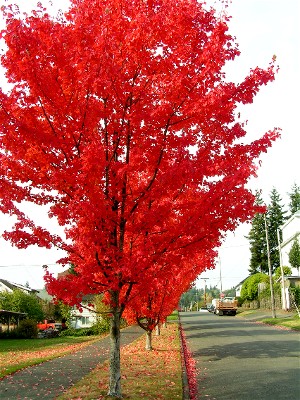 Aberdeen, WA : MapleTrees on K Street in Aberdeen