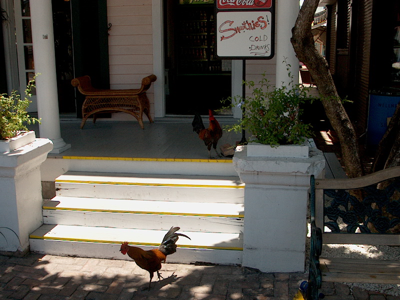 Key West, FL : KEY WEST CHICKEN