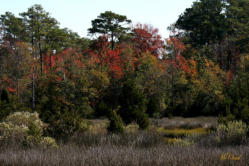 Cedar Point, NC: Cedar Point Nature Trail Fall Colors